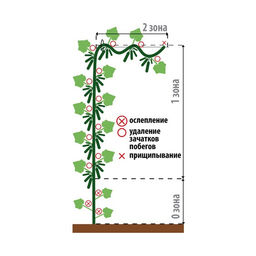 Огурец Друзья-приятели F1 10шт. (Аэлита)