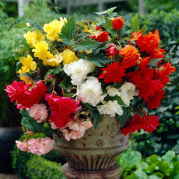 БЕГОНИЯ Каскад Смесь Разбор 5/6 Кол-во упак., шт 3