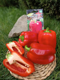 Перец КРАСНАЯ ЗВЕЗДА F1  Толстые стенки! Обильно урожайный! Необыкновенно вкусный, откусив  не возможно остановиться! Ароматный! - Уральский дачник фото 3