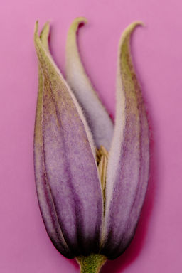 TWILIGHT MAUVE EDT 90 ML / 3.04 oz - Zara фото 6