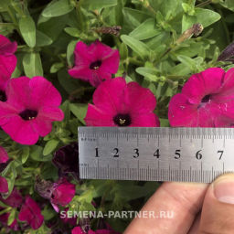 Петуния Амбре Элоиз каскадная пурпурная - Партнер фото 8