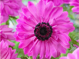 Анемона The Admiral (Адмирал) 10шт