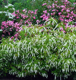 Итея виргинская Henrys Garnet (Генрис Гарнет) - Голландские луковицы фото 3