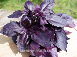 Базилик Рози фиолетовый - Партнер фото 7