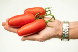 Томат Дамский Каприз - Партнер фото 3