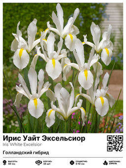 Ирис Уайт Эксельсиор (Голландский гибрид)