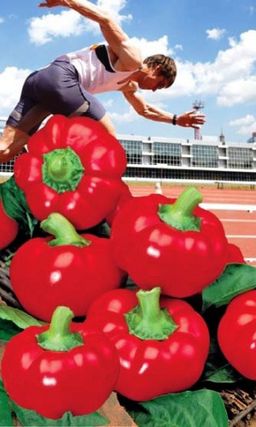 Перец СПРИНТЕР Интенсивное плодоношение! Великолепный вкус! Толщина стенки до 1 см! Неприхотливый! Лёжкий!