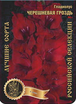 Гладиолус Черешневая Гроздь 558,Фотин 2 р-р 7шт (Ф)