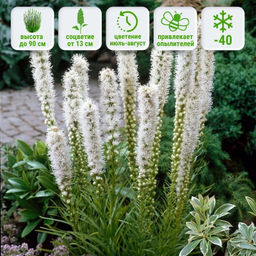 Лиатрис колосковидный белый (Spicata Alba) 10шт