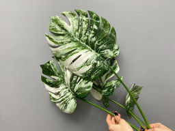 Куст вариегатной монстеры из 4 листьев с корнями - Бело-зеленый