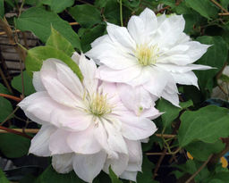 КЛЕМАТИС Дэнсинг Дорин Разбор I Кол-во упак., шт 1