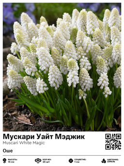 Мускари Уайт Мэджик (Оше)