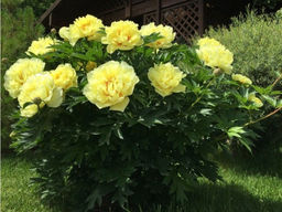 Пион Bartzella (Барцелла) - Долина роз фото 3