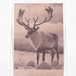 Полотенце махровое 6с102.411ж1 Фото-олень(т.с.мальв1) 67х150см