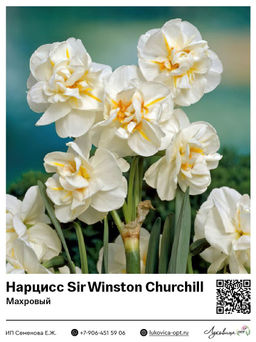 Нарцисс Sir Winston Churchill (Махровый)