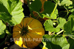 Тыква Конфетка - Партнер фото 3