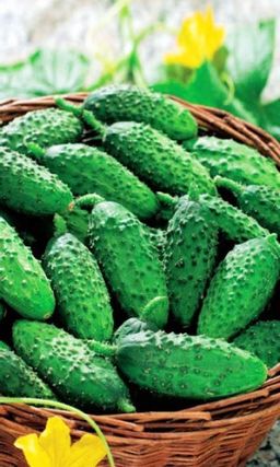 Огурец БОЧКОВОЙ В ЗАСОЛ Скороспелый, стабильно урожайный сорт для засолки!