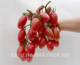 Томат Розовый Котя F1 - Партнер фото 5