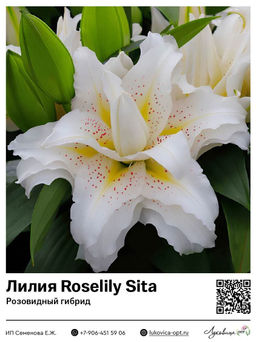 Лилия Roselily Sita (Розовидный гибрид)