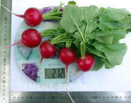 Редис Дуся - Партнер фото 5