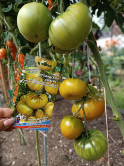 Томат ИРЛАНДСКИЙ ЛИКЁР F1 Высокая урожайность! Оригинальный цвет и вкус! - Уральский дачник фото 2