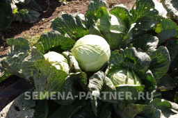 Капуста белокочанная позднеспелая Колобок - Партнер фото 5