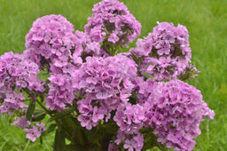 ФЛОКС Зенобия Разбор I Кол-во упак., шт 2