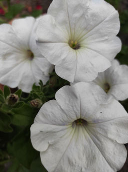 Петуния ДЕНЬ И НОЧЬ F1  Контрастная смесь - Уральский дачник фото 3