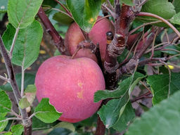 Яблоня Дарья