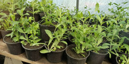 Лихнис Красный шар - 1000корней фото 2