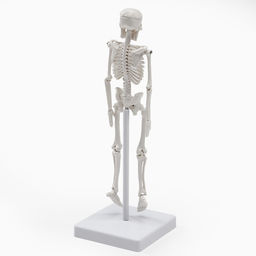 Анатомическая модель «Макет скелета взрослого человека», 22 см