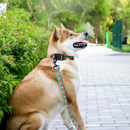 Поводок На стиле, 2.5 см, 1.5 м - Пушистое счастье фото 11