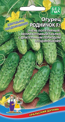 Огурец РОДНИЧОК F1 Длительное плодоношение! Один из самых популярных засолочных гибридов!