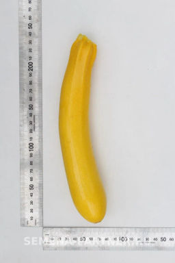 Кабачок Желтоплодный - Партнер фото 4