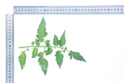 Томат Черри Миднайт - Партнер фото 4