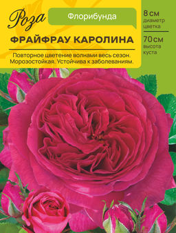 Роза Фрайфрау Каролина (Флорибунда) С ЦВ.НАКЛЕЙКОЙ 1шт