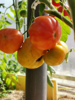 Таксхорн красно-жёлтый - Tomatia фото 2