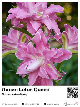Лилия Lotus Queen (Лотосовый гибрид)