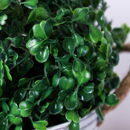 Самшит-шар 18 см / D180 /уп 10/180/ - Галеонтрейд фото 3