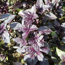 5008D Базилик овощной Арарат 0,5гр