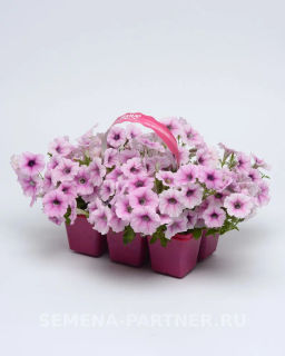 Петуния Шок Вэйв Пинк Вайн многоцветковая каскадная - Партнер фото 6