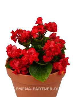 Бегония вечноцветущая махровая Милори Рэд Грейс - Партнер фото 4