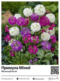 Примула Первоцвет Mixed (Мелкозубчатая)
