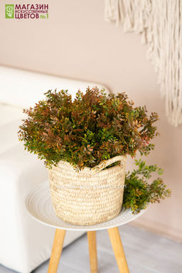 103 Листья фисташки, куст - Без тм фото 13