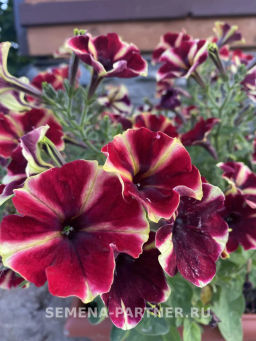 Петуния Мон Амур Камелионе триколор прямостоячая - Партнер фото 6