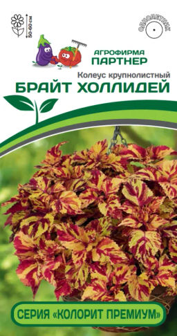 Колеус шлемниковидный крупнолистный Премиум Брайт Холлидей