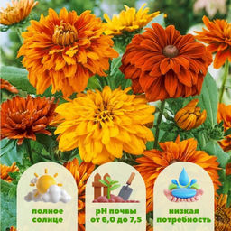 Рудбекия Чероки Сансет - Долина роз фото 2