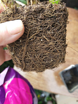 Ромашка садовая