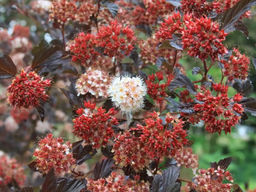 Пузыреплодник калинолистный Саммер Вайт 1 год ЗКС тара 0,5л высота 5-15см.