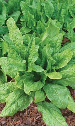 Щавель РУССКИЕ ЗЕЛЁНЫЕ ЩИ  Обилие витаминов! Устойчив к пониженным температурам и стрелкованию! Ускоренное отрастание листвы!